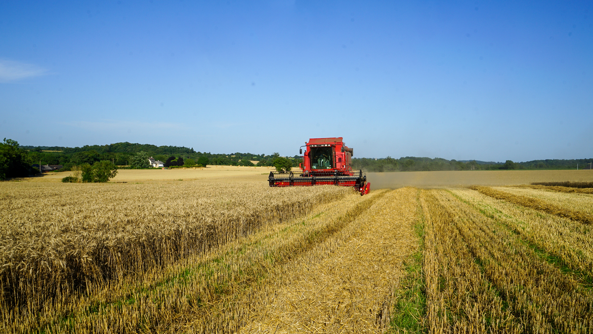 Une moissonneuse dans un champ de céréales - Illustration Les estimations de récolte mondiale abaissées