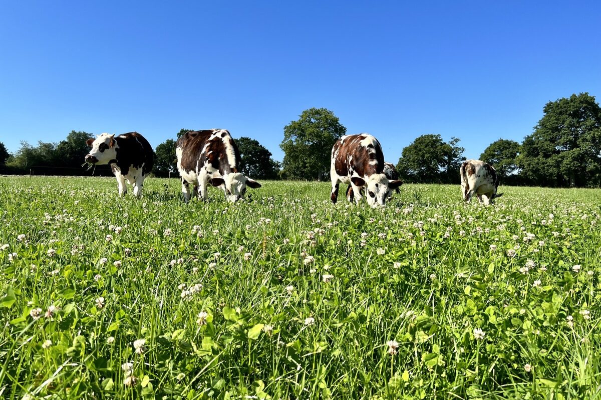 Les bovins pâturent la prairie riche en légumineuses - Illustration Réduire l’affouragement estival