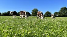 Les bovins pâturent la prairie riche en légumineuses