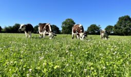 Les bovins pâturent la prairie riche en légumineuses