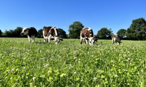 Les bovins pâturent la prairie riche en légumineuses