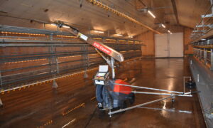 Un robot de lavage dans une volière sur un élevage de poulettes