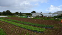 Vue sur les planches de légumes en extérieur et les serres dans le fond