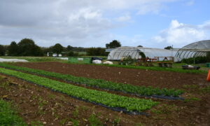 Vue sur les planches de légumes en extérieur et les serres dans le fond