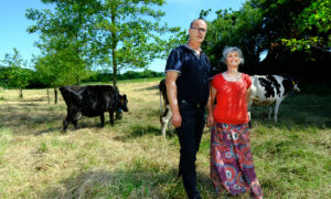 Un couple avec des vaches dans une prairie plantée d’aulnes glutineux