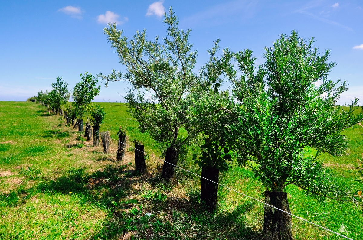 Une parcelle agroforestière