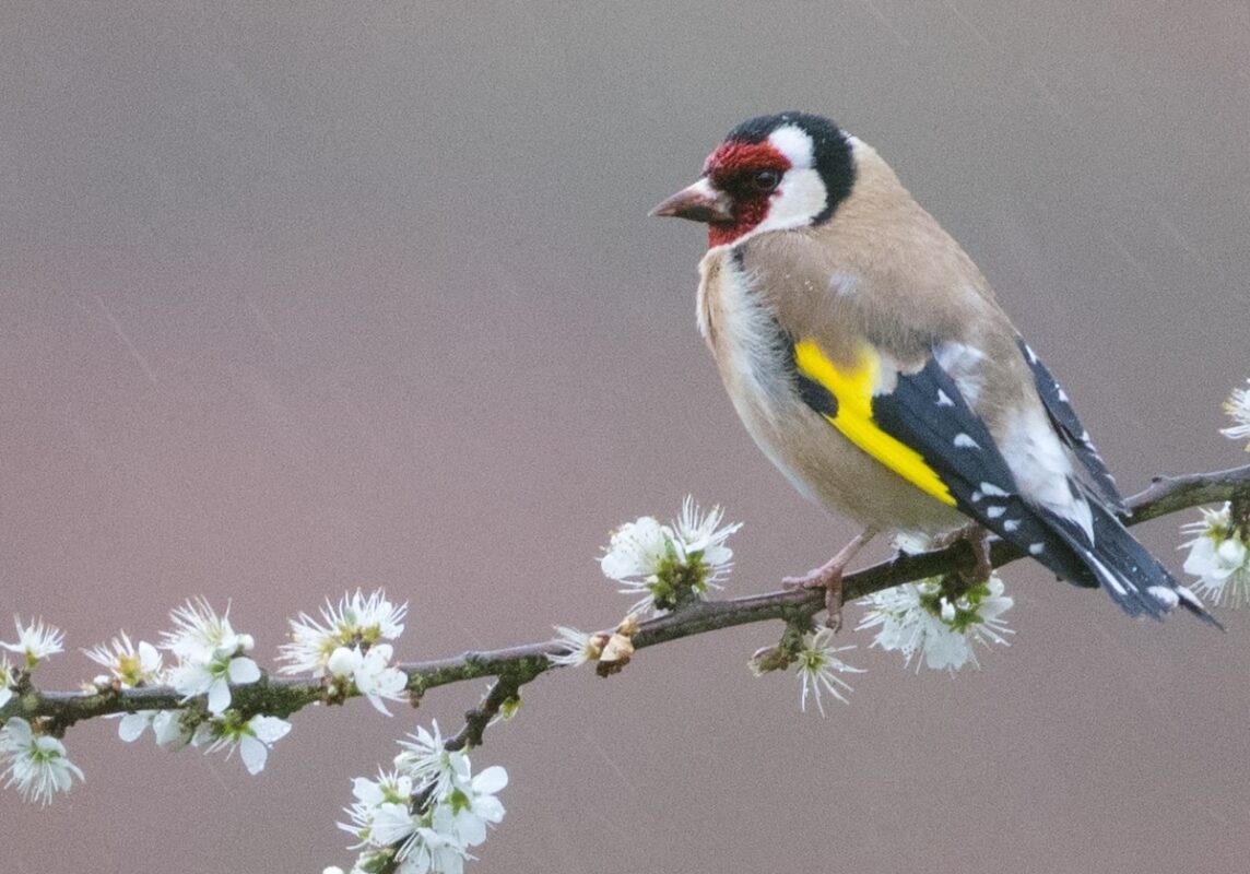 Un chardonneret élégant posé sur une branche fleurie. 