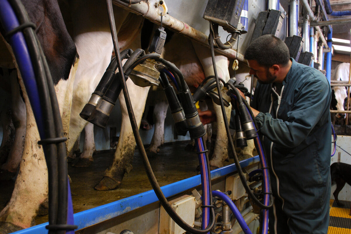 Un homme et des vaches dans une salle de traite - Illustration Biolait appelle à des mesures publiques