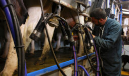 Un homme et des vaches dans une salle de traite