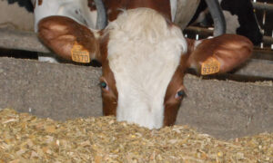 vahce laitière à l'auge mangeant du maïs