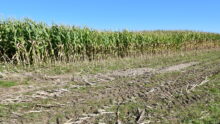 Champ de maïs à moitié récolté en Ille-et-Vilaine