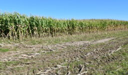 Champ de maïs à moitié récolté en Ille-et-Vilaine