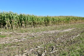 Champ de maïs à moitié récolté en Ille-et-Vilaine