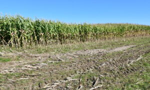 Champ de maïs à moitié récolté en Ille-et-Vilaine