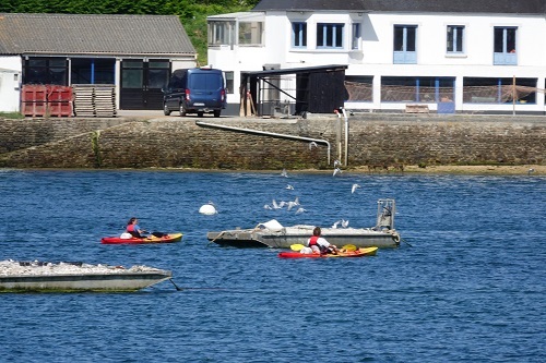 Barges pour sternes