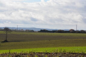 paysage breton avec champ de céréales qui lèvent