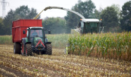 Ensilage d'un champ de maïs