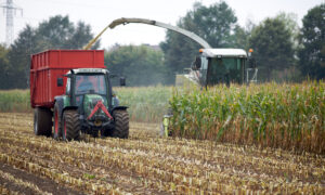 Ensilage d'un champ de maïs