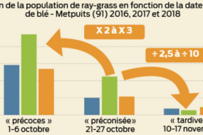 Graphique de l'évolution de la population de ray-grass en fonction de la date de semis de blé