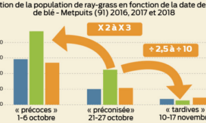 Graphique de l'évolution de la population de ray-grass en fonction de la date de semis de blé