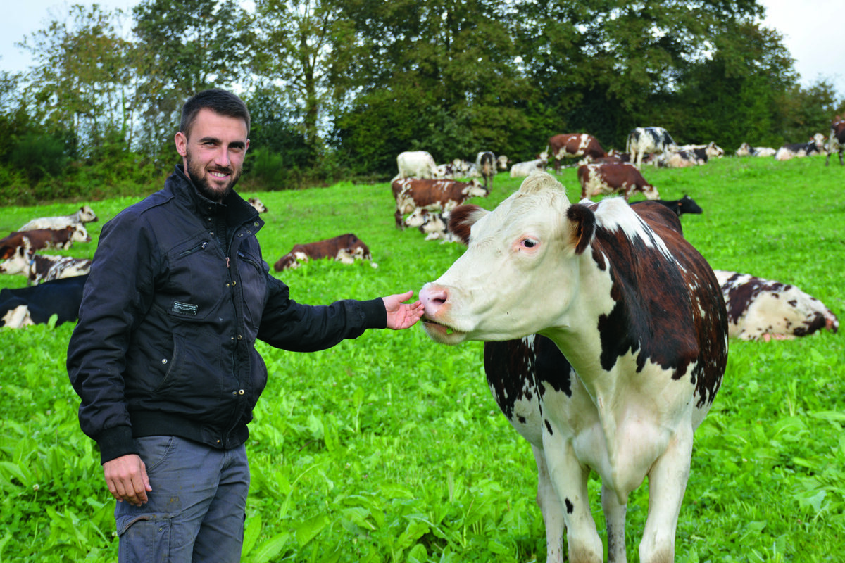 Un éleveur avec une vache - Illustration Du lait en régime herbager