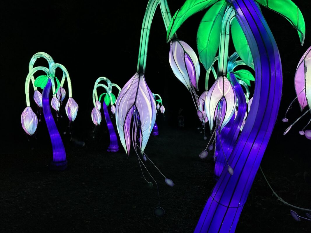 animaux de lumière aux terres de nataé