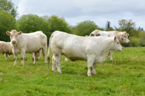 Charolaises dans un pré