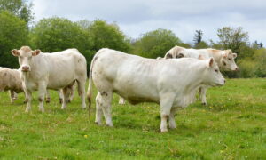 Charolaises dans un pré