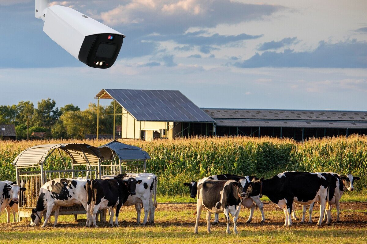 Montage avec une caméra de surveillance et un troupeau de vaches en arrière plan - Illustration Face à l’augmentation des vols, la télésurveillance en première ligne