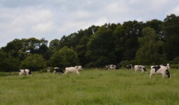 Vaches dans une prairie