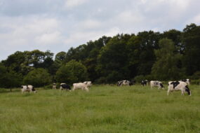 Vaches dans une prairie