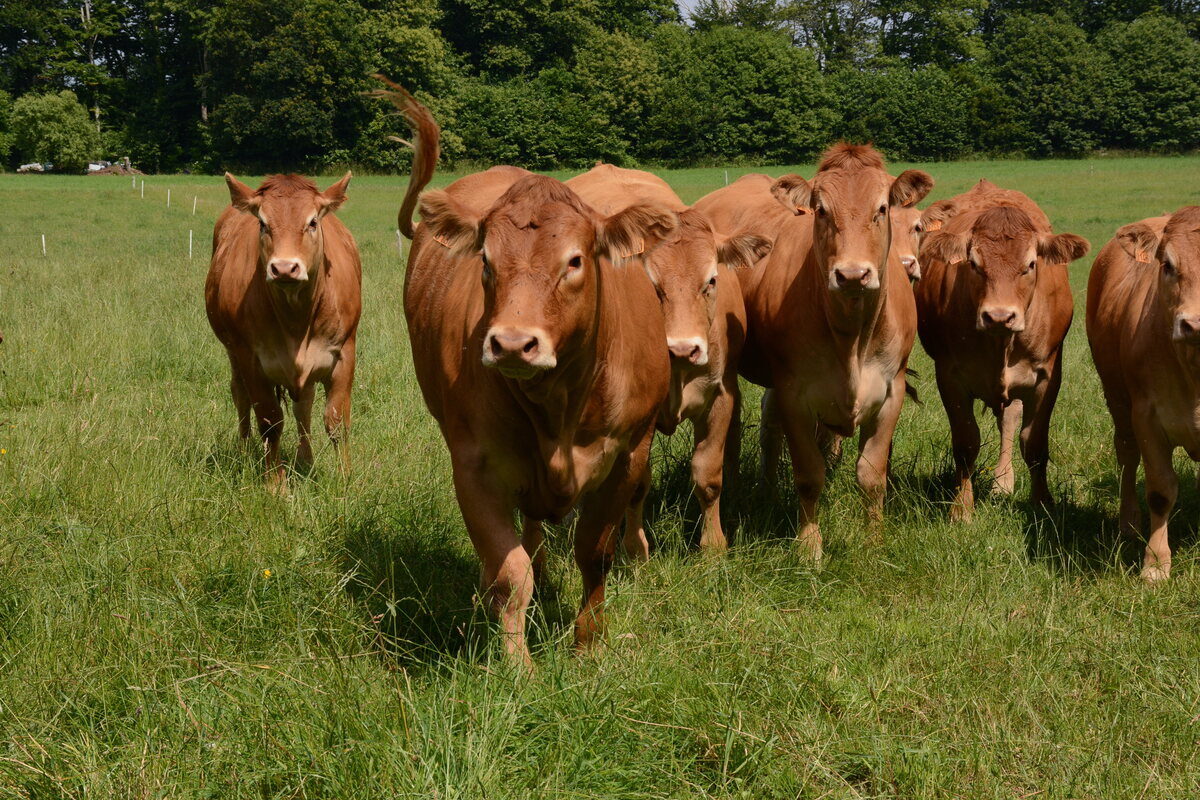 Des Limousines dans un champ avec des haies - Illustration Reprise des exploitations bovines : un défi collectif