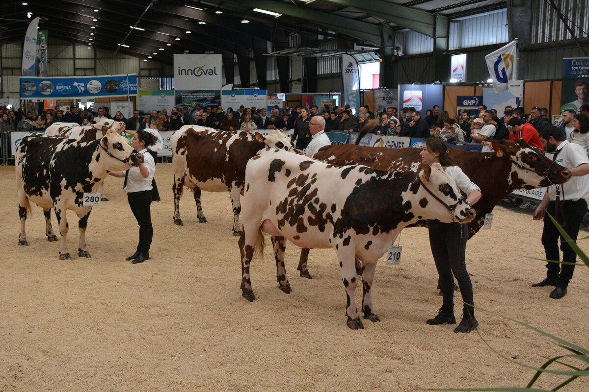 Concours de la Normande à la Foire de Rennes 2024 - Illustration ‘La Rennes Normande’ prépare son National