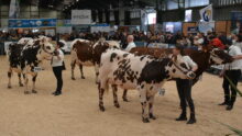 Concours de la Normande à la Foire de Rennes 2024