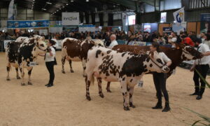 Concours de la Normande à la Foire de Rennes 2024