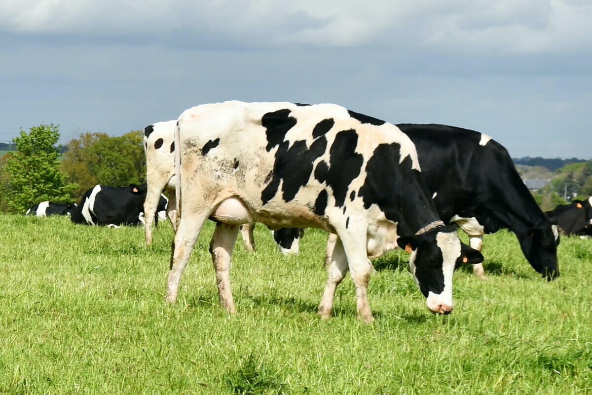 vaches au pâturage - Illustration Débat sur le lait bio ouvert à tous