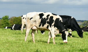 vaches au pâturage