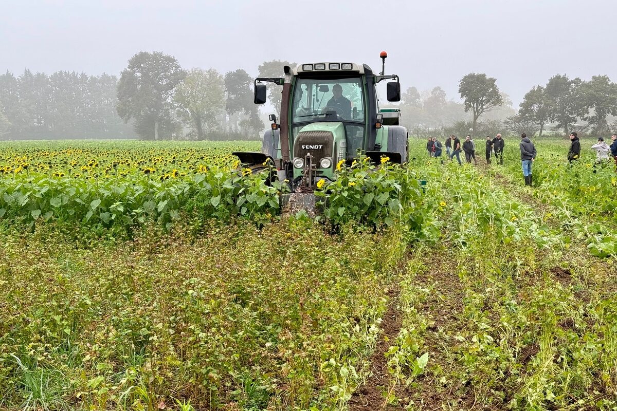 Un tracteur mène un chantier de semis direct dans des couverts de tournesol et de sarrasin. - Illustration Mettre le bon couvert entre deux céréales