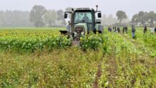 Un tracteur mène un chantier de semis direct dans des couverts de tournesol et de sarrasin.