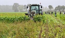 Un tracteur mène un chantier de semis direct dans des couverts de tournesol et de sarrasin.