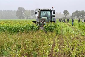 Un tracteur mène un chantier de semis direct dans des couverts de tournesol et de sarrasin.