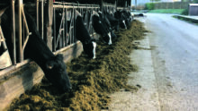 Vaches sur la table d'alimentation à Trévarez