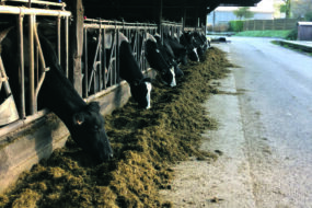 Vaches sur la table d'alimentation à Trévarez