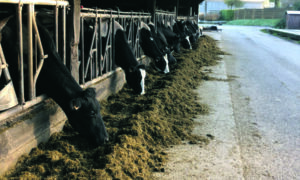 Vaches sur la table d'alimentation à Trévarez