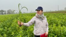 Une femme dans une parcelle de couvert végétal.