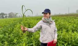 Une femme dans une parcelle de couvert végétal.