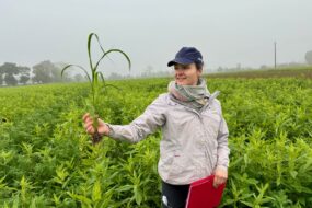 Une femme dans une parcelle de couvert végétal.