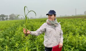 Une femme dans une parcelle de couvert végétal.