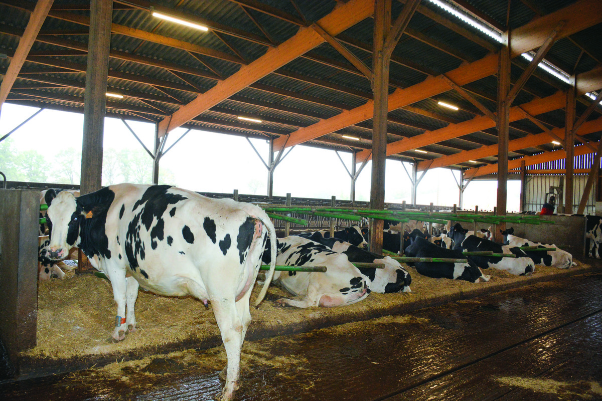 Des vaches dans une stabulation