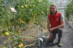 Malo Jestin-Fagon devant des plants de tomate